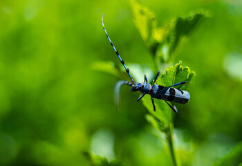 Rosalia alpina Rosalia longicorn bug outdoor in Hungary
