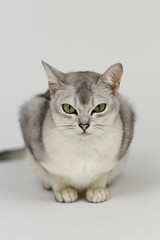 Silver burmilla cat