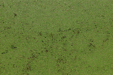 Green background with many leaves of duckweed known as lemna on the river surface
