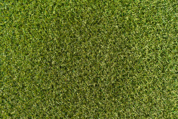texture of green grass in zenithal plane.