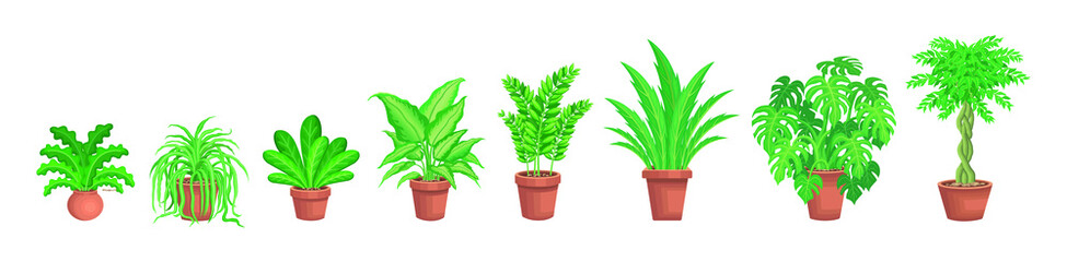 Various home decorative green plants on pots vector illustrator.