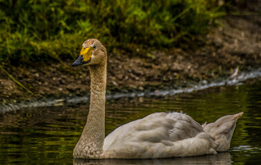Bewick's Swan