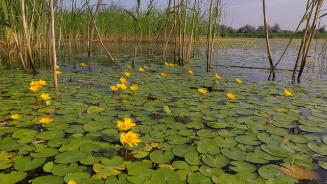 In the summer on wetlands the Nymphoides peltata blooms. Dniester delta (Ukraine).