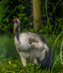Red Crowned Crane