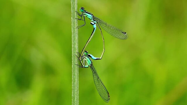 Blue tailed Damselfly footage. Damselflies are mating whilst perched on a grass stalk. Scientific name, Ischnura elegans.