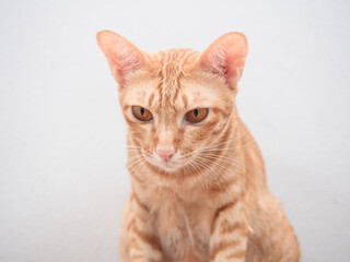 Closeup face of cute cat orange color white background isolated