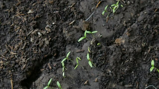 Small shoots of plant grow in the ground