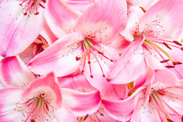 Pink lily flowers, natural background - obrazy, fototapety, plakaty