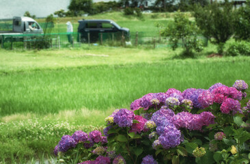 滋賀県長浜市の余呉湖と田んぼの近くに咲く紫陽花