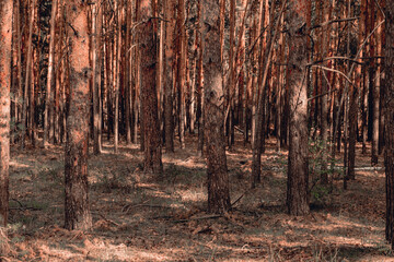 tree trunks in a dense pine forest