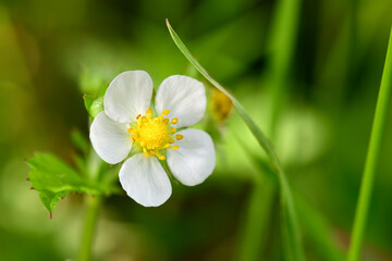 Obraz premium Flower of the wild strawberry // Blüte der Wald-Erdbeere (Fragaria vesca)