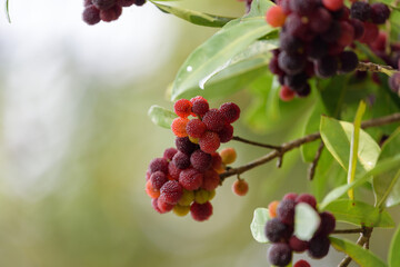 Red fruits of Japanese bayberry, on the branch