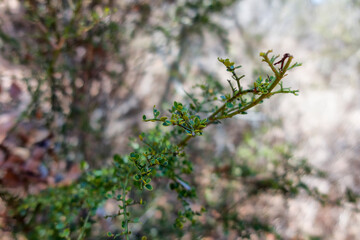 Small leaf shrub in dry rainforest in Queensland, Australia