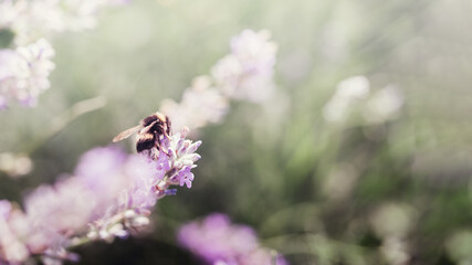 Pollination with bee and lavender with sunshine, sunny lavender.