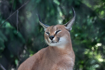 Obraz premium close up portrait of cute caracal against green background