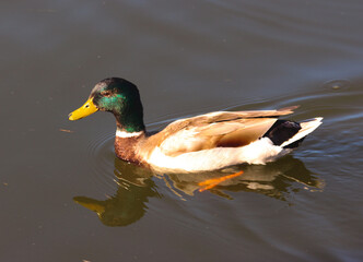 duck on the lake
