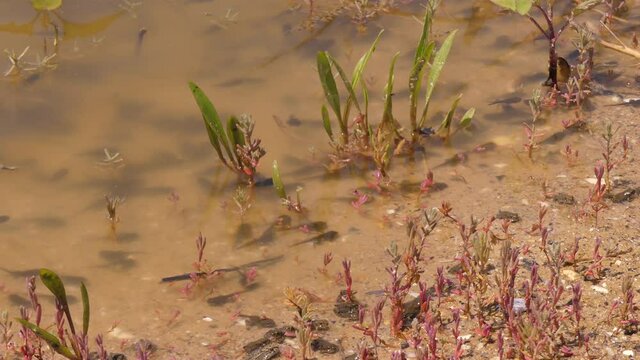 The European green toad (Bufotes viridis). 
The life of these reptiles begins in the water. Then young toads leave the water and become steppe inhabitants. Odessa region (Ukraine)