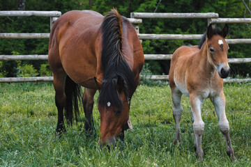 caballo cuidando de su cría © DanielHerrerophoto
