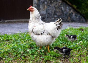 Gallina con sus polluelos caminando por la calle en un pueblo