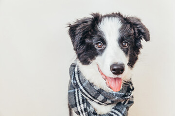 Funny studio portrait of cute smiling puppy dog border collie wearing warm clothes scarf around neck isolated on white background. Winter or autumn portrait of little dog.