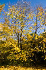 yellow foliage before falling