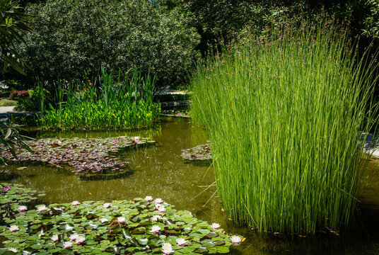 Beautiful pond with pink water lilies or lotus flowers and island of club-rush (Schoenoplectus lacustris). Example of elegant pond in Arboretum Park Southern Cultures in Sirius (Adler) Sochi.