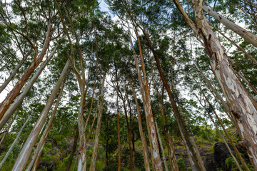 Fototapeta premium A dense forest grove of evergreen eucalyptus trees