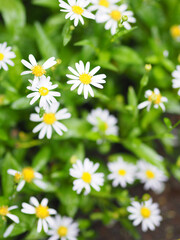 Obraz na płótnie Canvas Common daisy, Bellis perennis white yellow color flower blooming in garden blurred of nature background space for copy writer