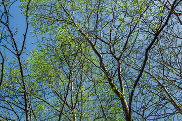 Blooming tree branches under the summer bright sun in nature.