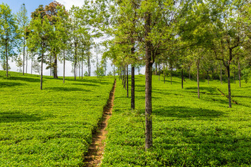 Fototapeta na wymiar Picturesque natural landscape. Green tea plantations in the highlands. Growing tea