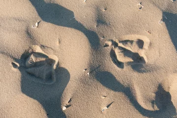 Tapeten Dierensporen, Animal tracks © AGAMI
