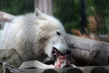 close up portrait of polar wolf eating meat
