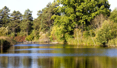green foliage on the trees in early autumn