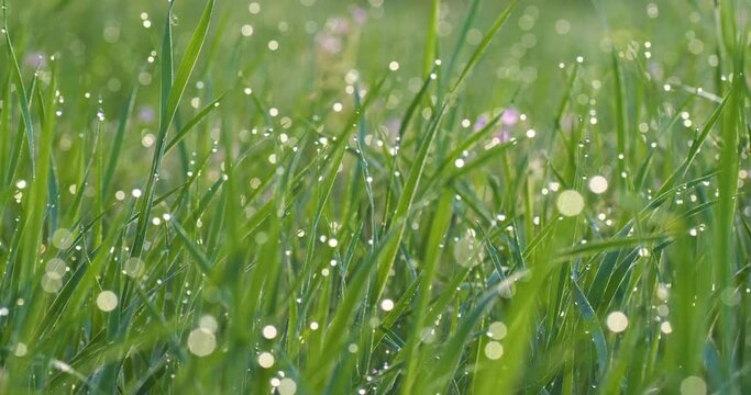 close-up Fresh green grass with dew drops clips, dew drops on green grass