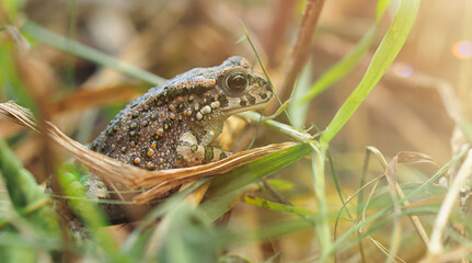 one young green macro photography toad