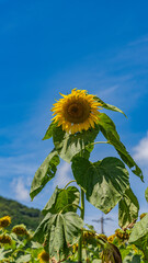 向日葵　青空　ひまわり　８月