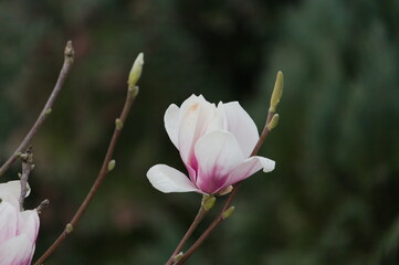 Obraz premium Magnolie