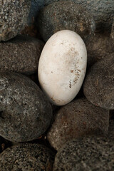 Fototapeta na wymiar stones are often found on beaches and riverbeds