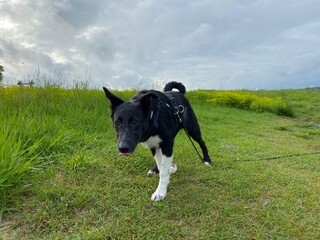 Hund welpe schwarz weiß wiese jung verspielt