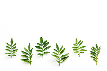 Floral leaf pattern isolated on white background, top view