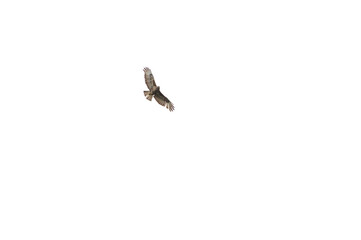 Bussard