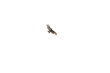 Bussard