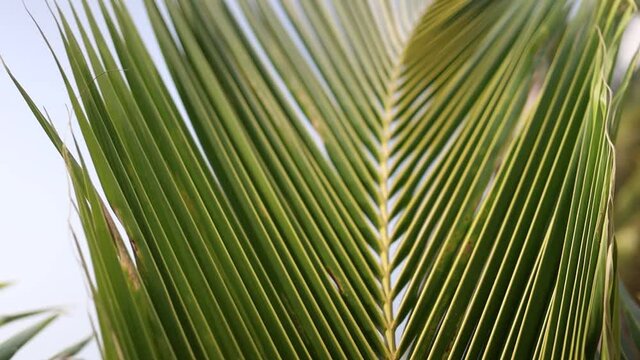 Palm leaves waving by wind and swaying, blurred tree background.
