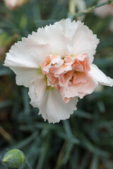 Garden pink white flower