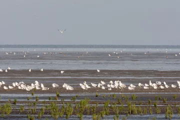 Fotobehang Zilvermeeuw, Herring Gull, Larus argentatus © AGAMI