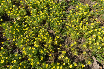 Ground covered with small yellow flowers of ceratocephala testiculata in mid March