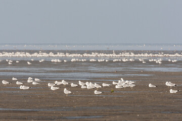 Zilvermeeuw, Herring Gull, Larus argentatus