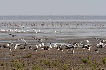 Vogels op Waddenzee, Birds at Wadden Sea