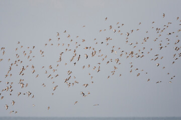 Bonte Strandloper, Dunlin, Calidris alpina