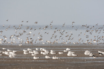 Vogels op Waddenzee, Birds at Wadden Sea
